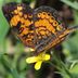 Native plants and butterflies